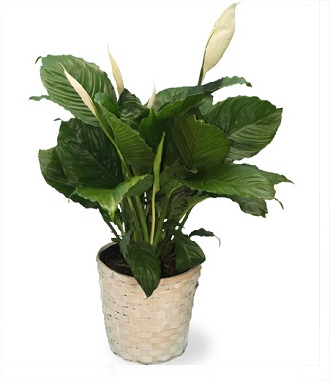 Funeral Peace Lily