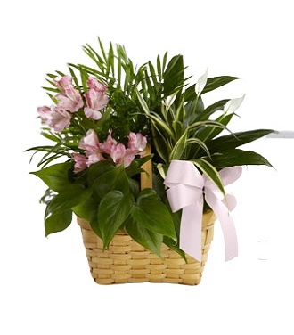 Sympathy Flowers Peace Lily
